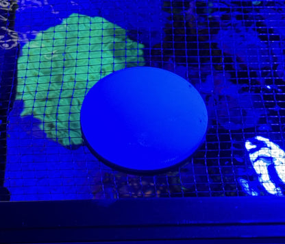 AquaPort Twin Pack Feeding Portal for Mesh Aquarium Lids - Vision3D